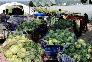 河南固始吃瓜话题,一场网络热议背后的社会现象解析