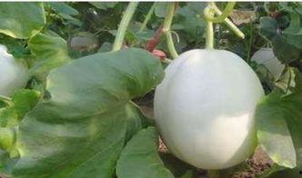 吃白兰瓜声控,解锁夏日美味新体验