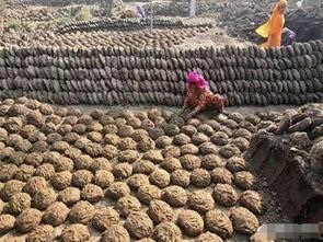 吃瓜小熊卖牛粪,一场别开生面的生态之旅