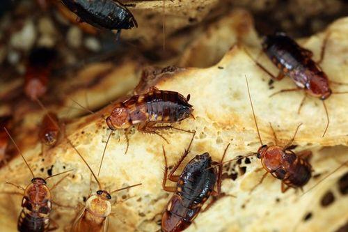 吃瓜蟑螂博主,网络红人的幕后故事