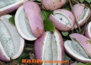 八月瓜孕妇吃,营养与安全的双重保障