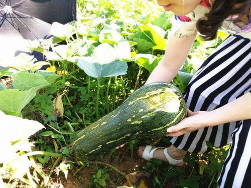 四秀瓜咋吃,四秀瓜的多样食法探索