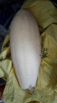 大白在吃瓜顾盼