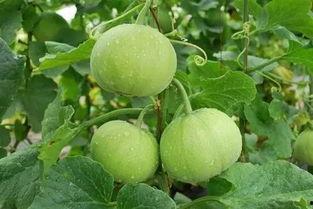 吃瓜首选马连庄甜瓜,吃瓜首选，甜蜜滋味尽享