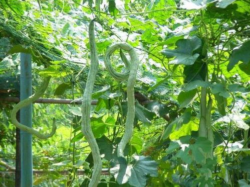 孩子吃蛇瓜,孩子眼中的奇妙食趣