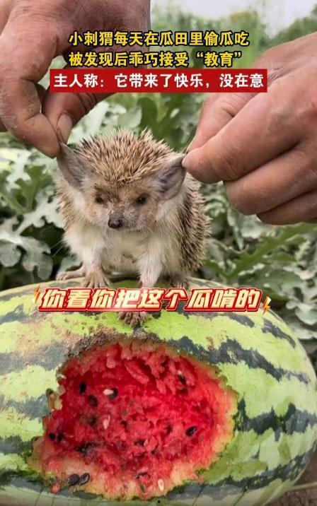 动物会吃瓜嘛,揭秘哪些动物喜欢吃瓜