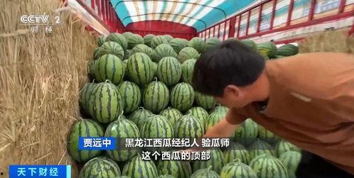 吃瓜中心1734,一场全民狂欢的幕后故事